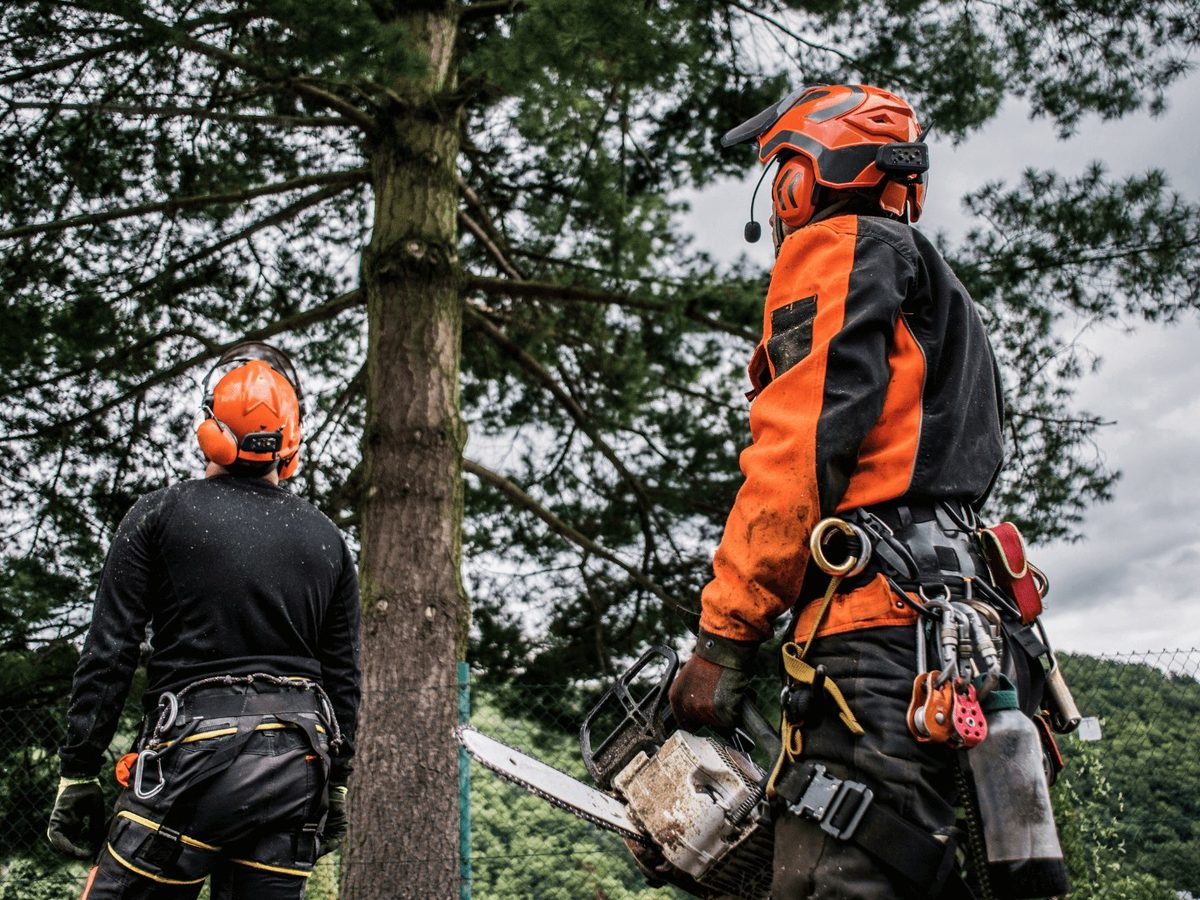 Tree removal climbers in helmets and harnesses ready to go up