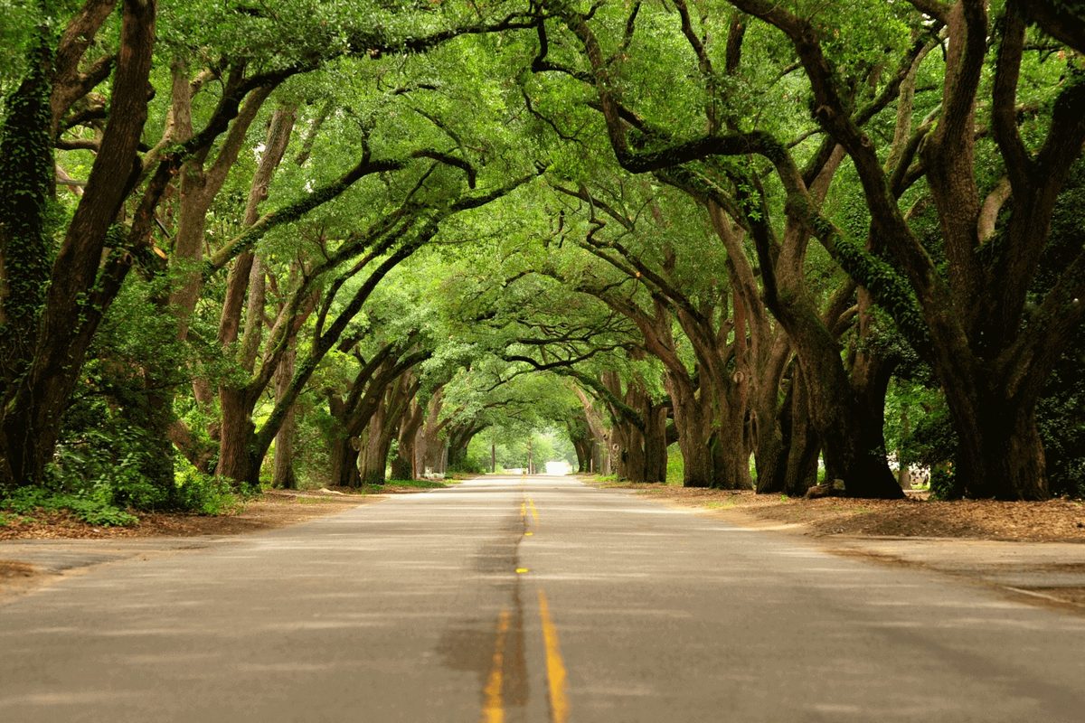 Mature street trees arching over a public road