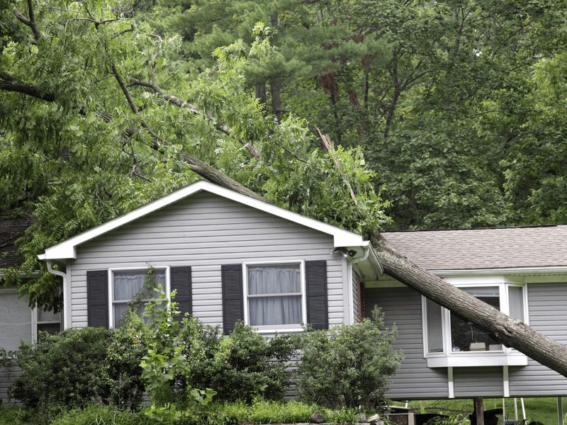 Storm-damaged tree fallen onto the roof of a house