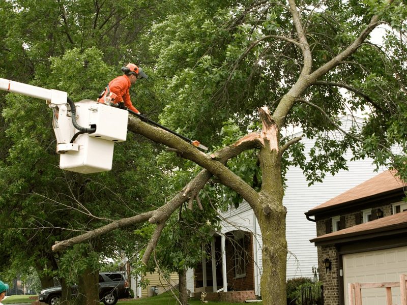 Bucket truck crew cutting a hazardous limb next to a house