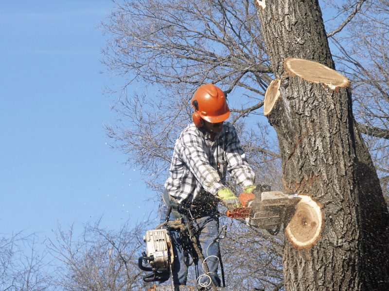 Tree removal climber cutting a large trunk into sections