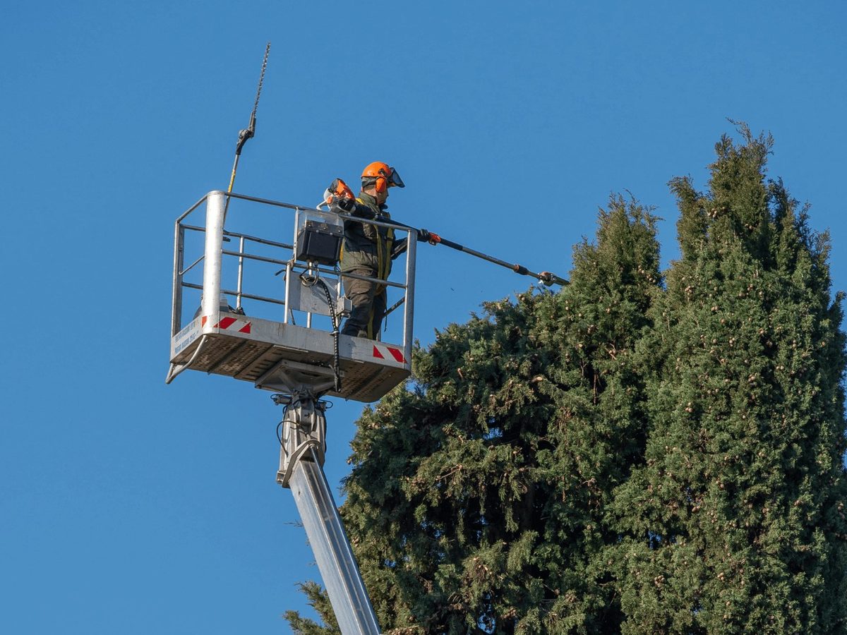 Tree trimmer in a bucket lift shaping a tall evergreen